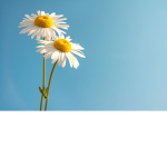 *~Daisies~*
