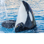 Seaworld Ohio