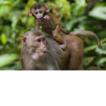 The crazy’s monkeys