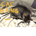 Cat fattttt