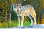 The wolves are cute hub
