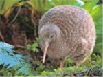 KIWI CLAN