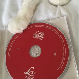 ﹒❤️  彡