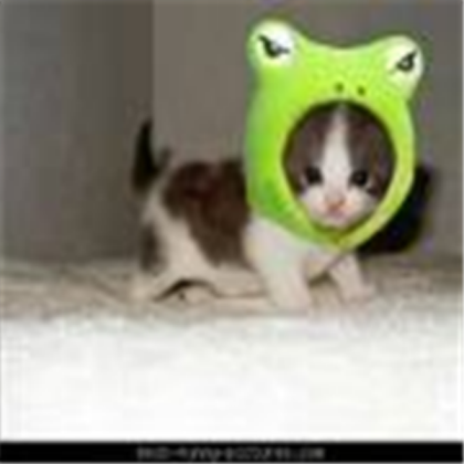 Funny Kitty Roblox decal