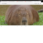 Follow or capybara will die.