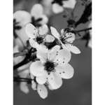Black and white flowers