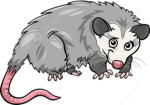 Possum's gang