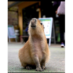 Gruppo dei capibara