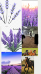 Lavender academey