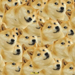 Doge admin