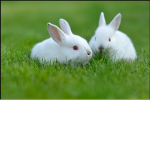 Bunnies United.........
