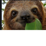 Sloth team family