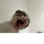 平和..