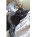 Los gatos mas gordos comen patatas :3