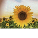 sunflowers home!!
