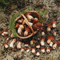 🍄