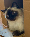 - kitty’s kingdom! -