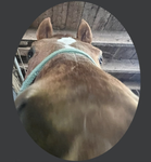 ellie’s wꂷnderful grꂷup