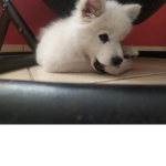 Shiro7w7