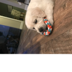 KaraBears!