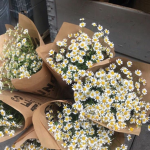 *BeautifulDaisies*