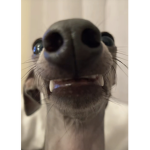 aRe You A dOg