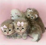 ୨ৎsweet cats୨ৎ