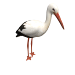 Stork on head
