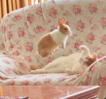 !!Cuties!