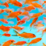 School of Goldfih