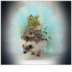 The National Hedgehog support group
