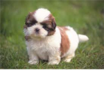the most epic puppy lovers