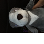 buster the rat