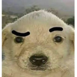 amigos yt