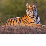 Liger Group