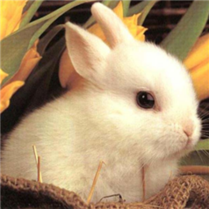 Cute Bunny Roblox decal