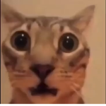 Cats unite forever