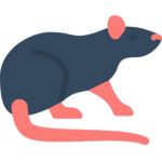 Norvegicus project