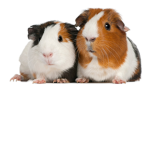 guinea pig fam club