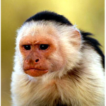 The monke squad! Pls join