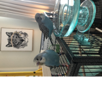 Keep keep I’m a sheep meep meep I’m a sheep