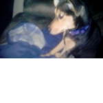 Mrpuppers78
