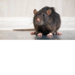The rat squad aka the rats