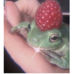 Lillyluvsxfrogs