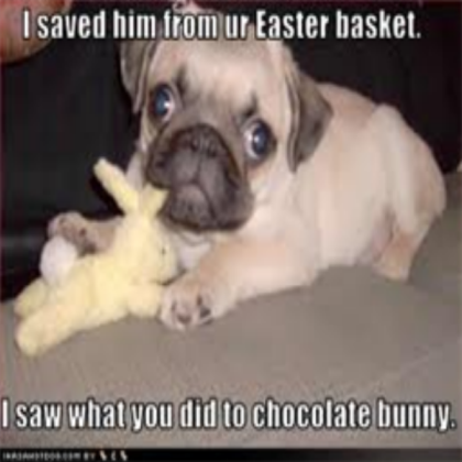 funny dog picture 2 Roblox decal