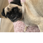 Loving pugs