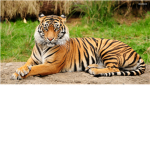 Tiger Clan Group