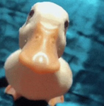 Ducky familyy