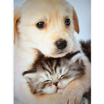 Animals ####### group