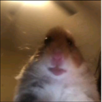 Hamsters PlayHouse